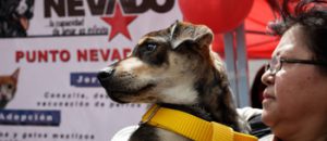 CONATEL y Misión Nevado ofrecen jornada gratuita de atención veterinaria